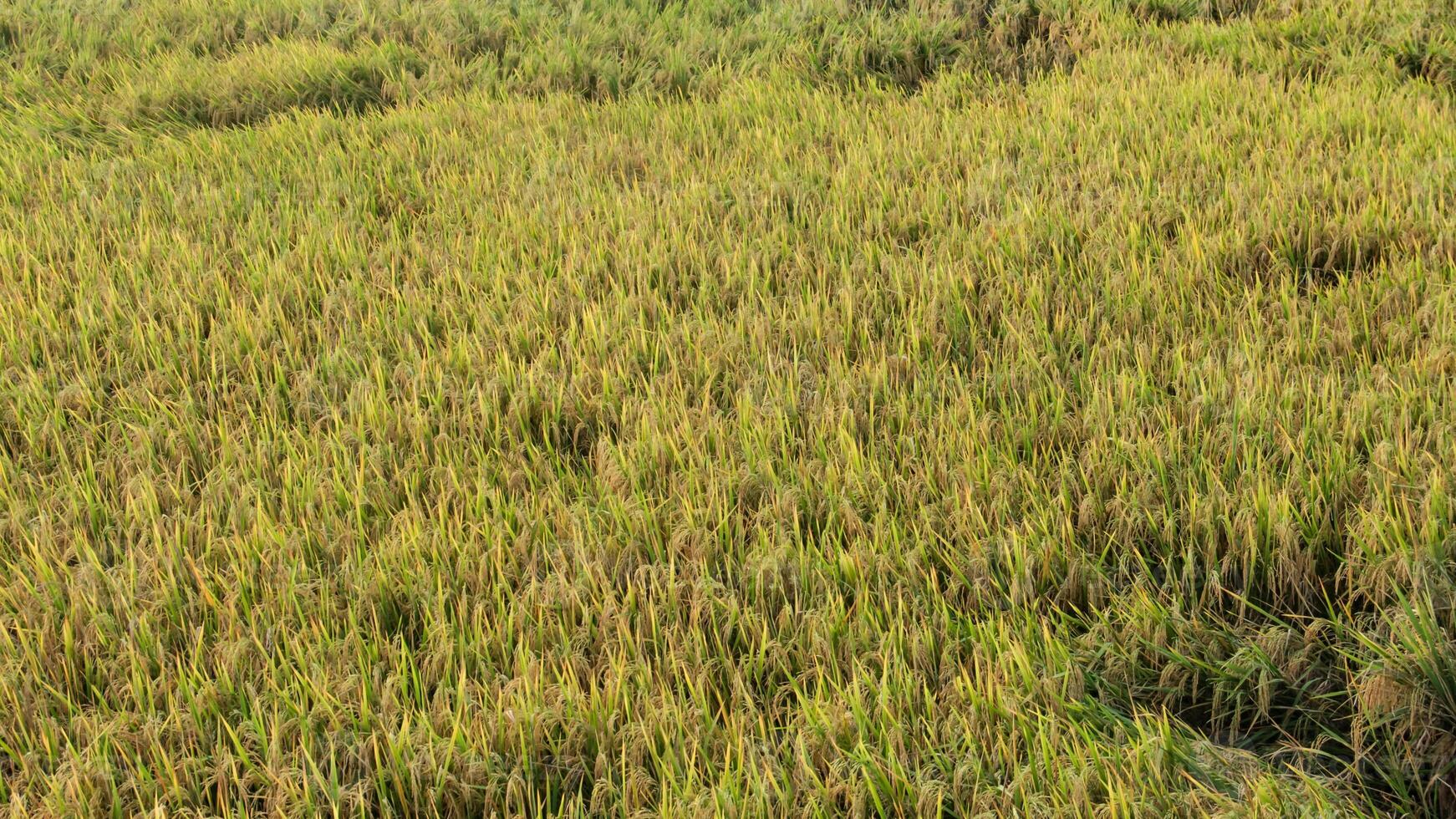 Oryza sativa or rice plant, rice fields that have turned yellow and are ready to be harvested photo