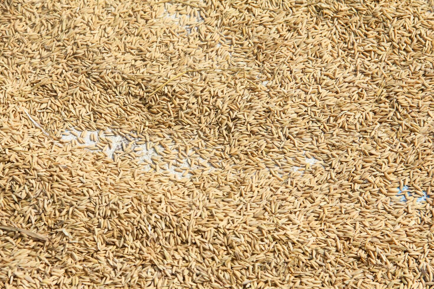 Rice grains are being dried in the sun before the milling process photo