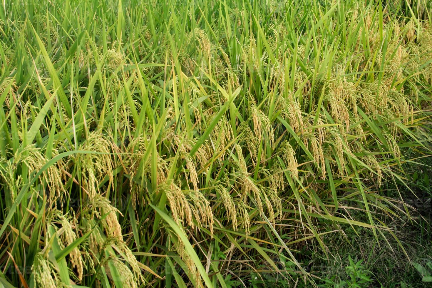 Oryza sativa or rice plant, rice fields that have turned yellow and are ready to be harvested photo