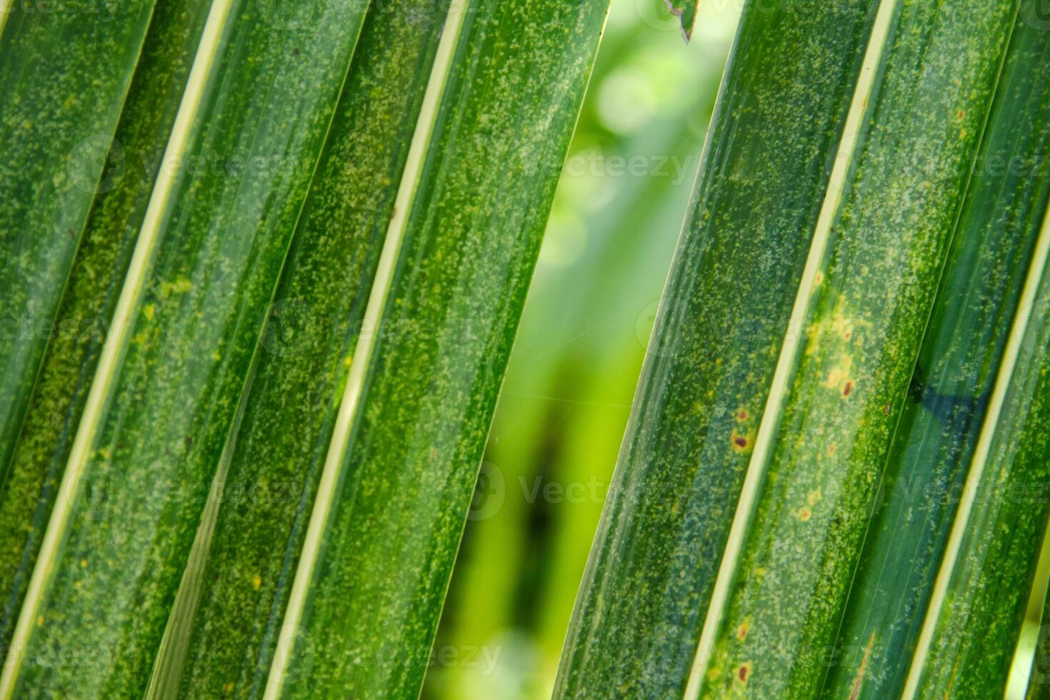 The structure of coconut tree leaves arranged to form a natural green background photo