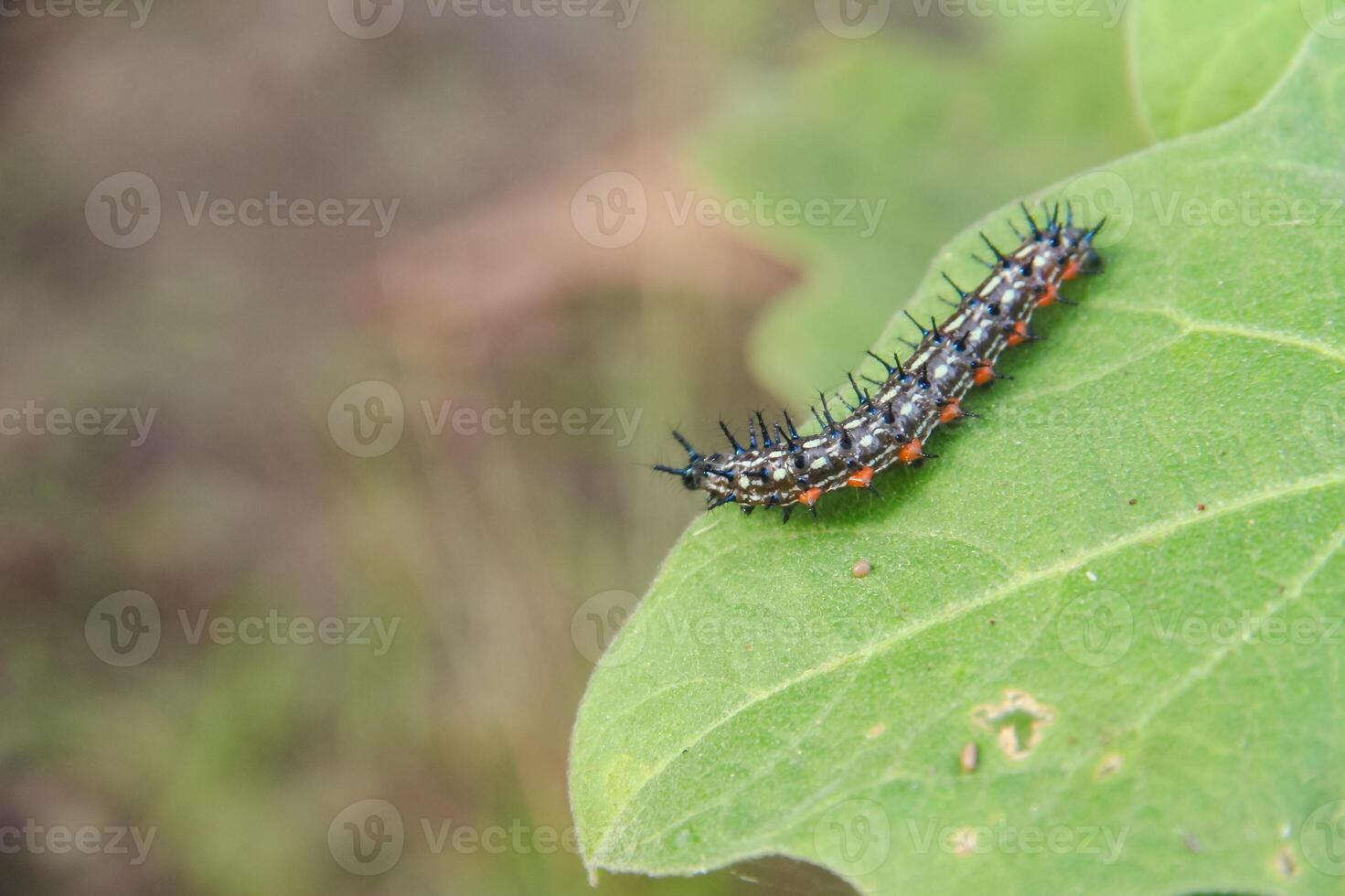 oruga o larva de el mariposa dolescallia bisaltida foto