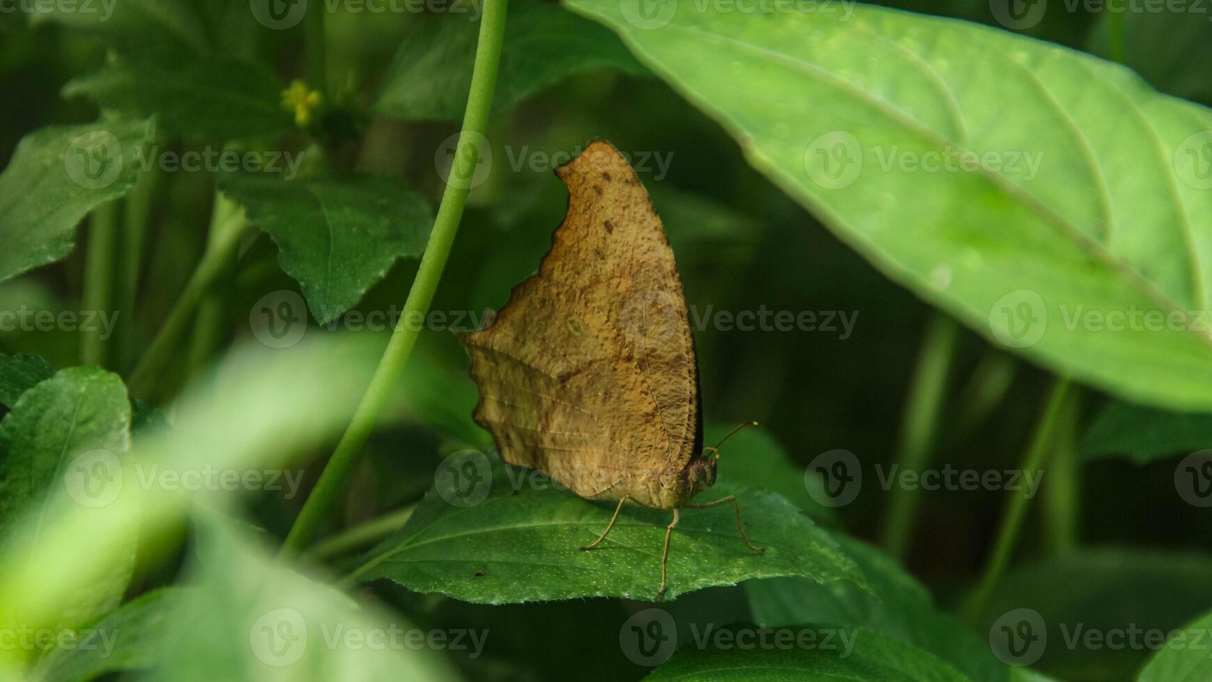 Melanitis leda butterfly or common evening brown, brown butterfly perched on a leaf photo