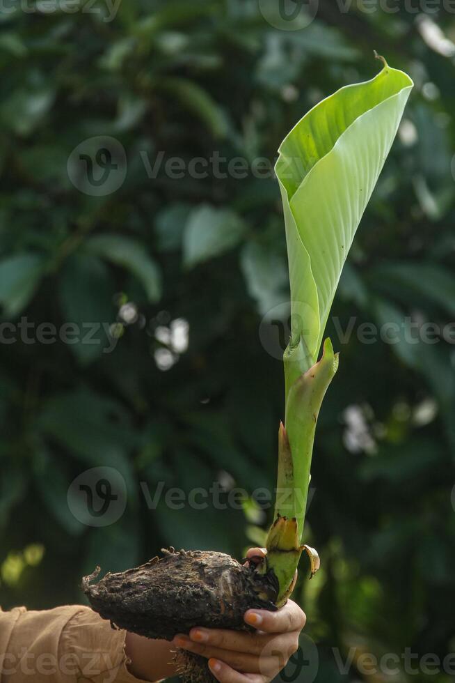 Banana tree shoots or banana tree seeds that are held using the hand photo