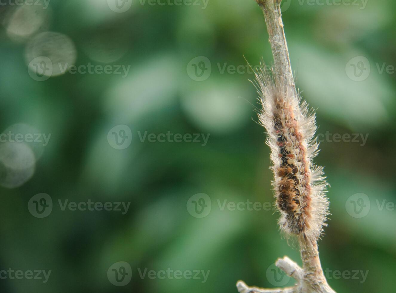 Caterpillars or larvae of Colocasia Coryli, a moth from the Noctuidae family found in Europe and Asia photo