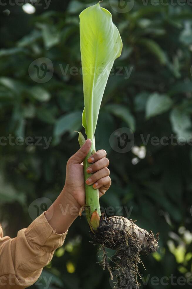 Banana tree shoots or banana tree seeds that are held using the hand photo