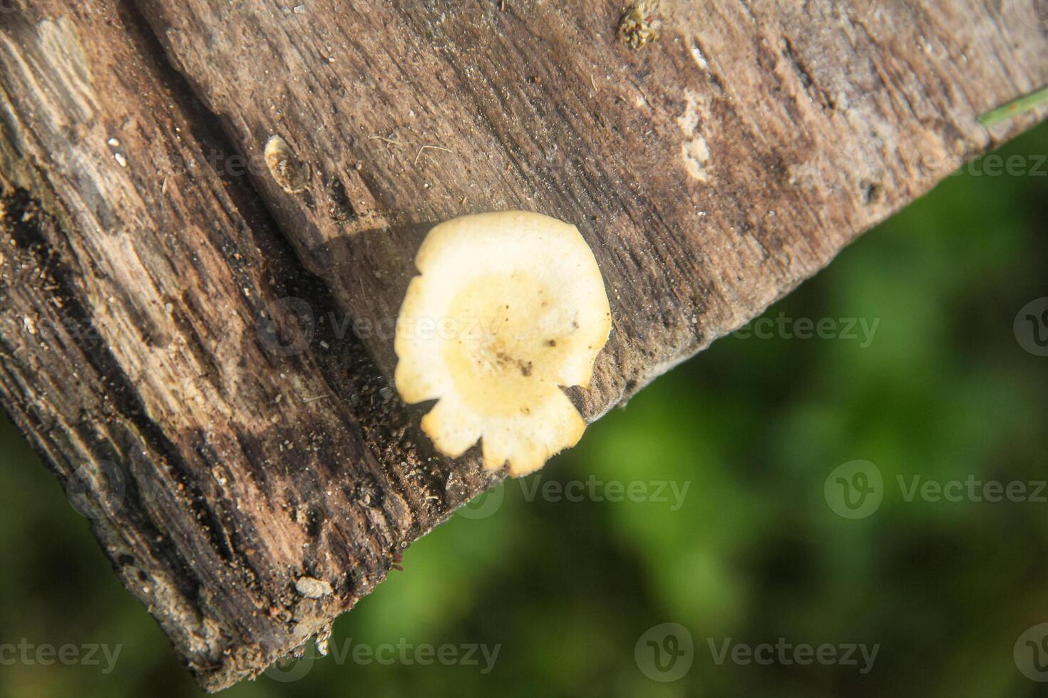 Lentinus fungi, white fungus that grows on an old, rotten tree trunk photo
