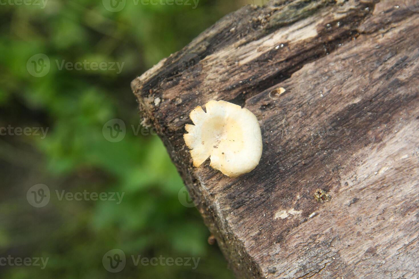 Lentinus fungi, white fungus that grows on an old, rotten tree trunk photo