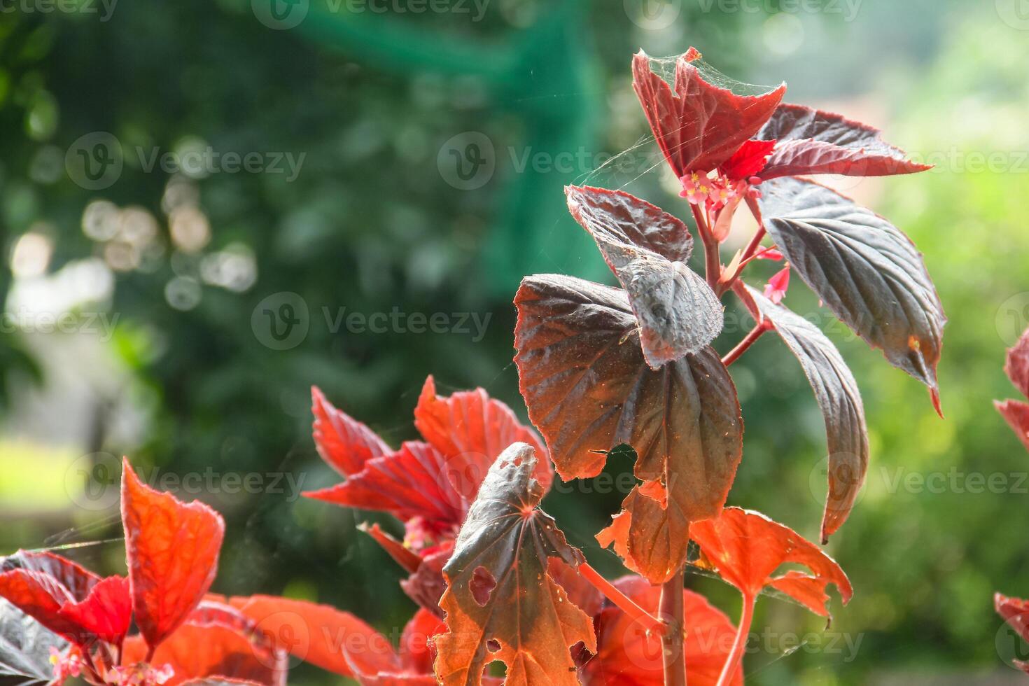 Begonia flower, top of view background of begonia plant leaves photo