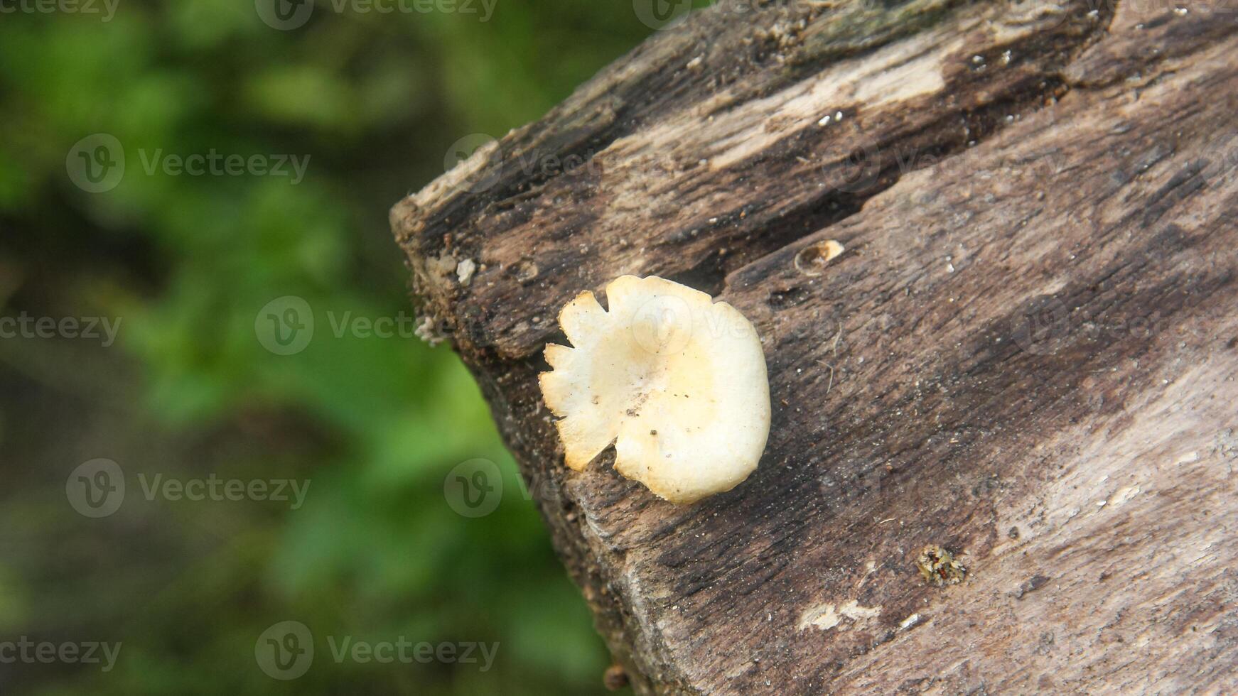 Lentinus fungi, white fungus that grows on an old, rotten tree trunk photo