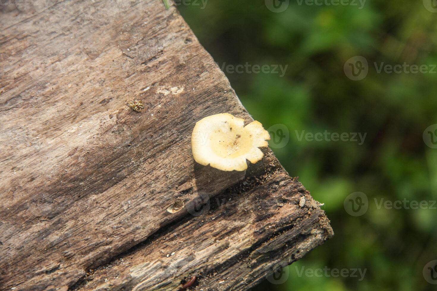 Lentinus fungi, white fungus that grows on an old, rotten tree trunk photo