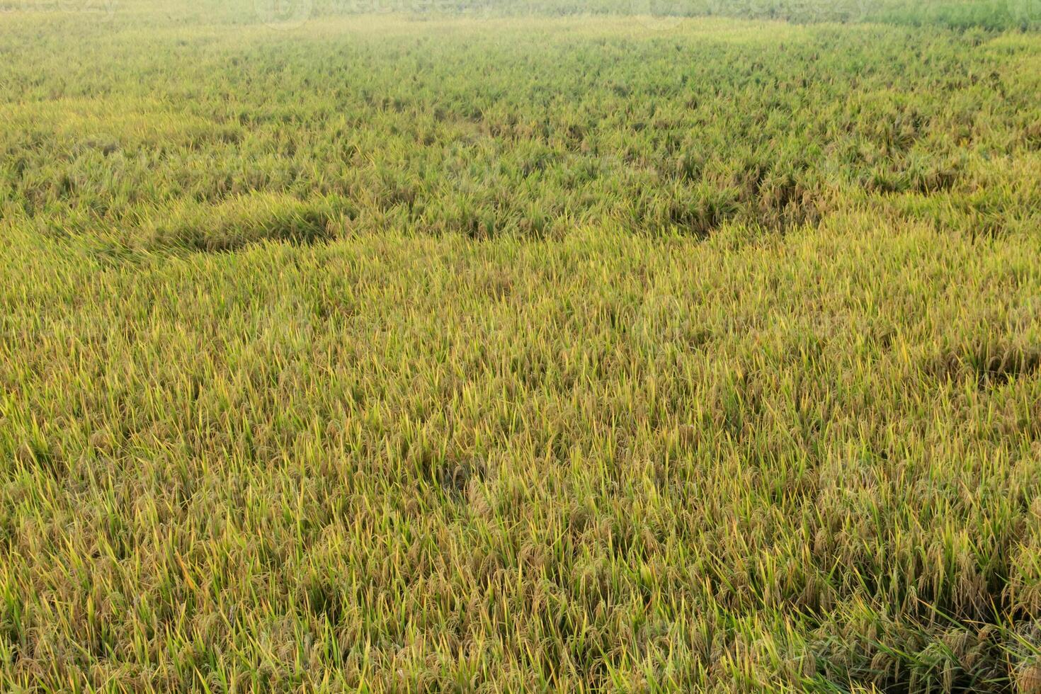 Oryza sativa or rice plant, rice fields that have turned yellow and are ready to be harvested photo