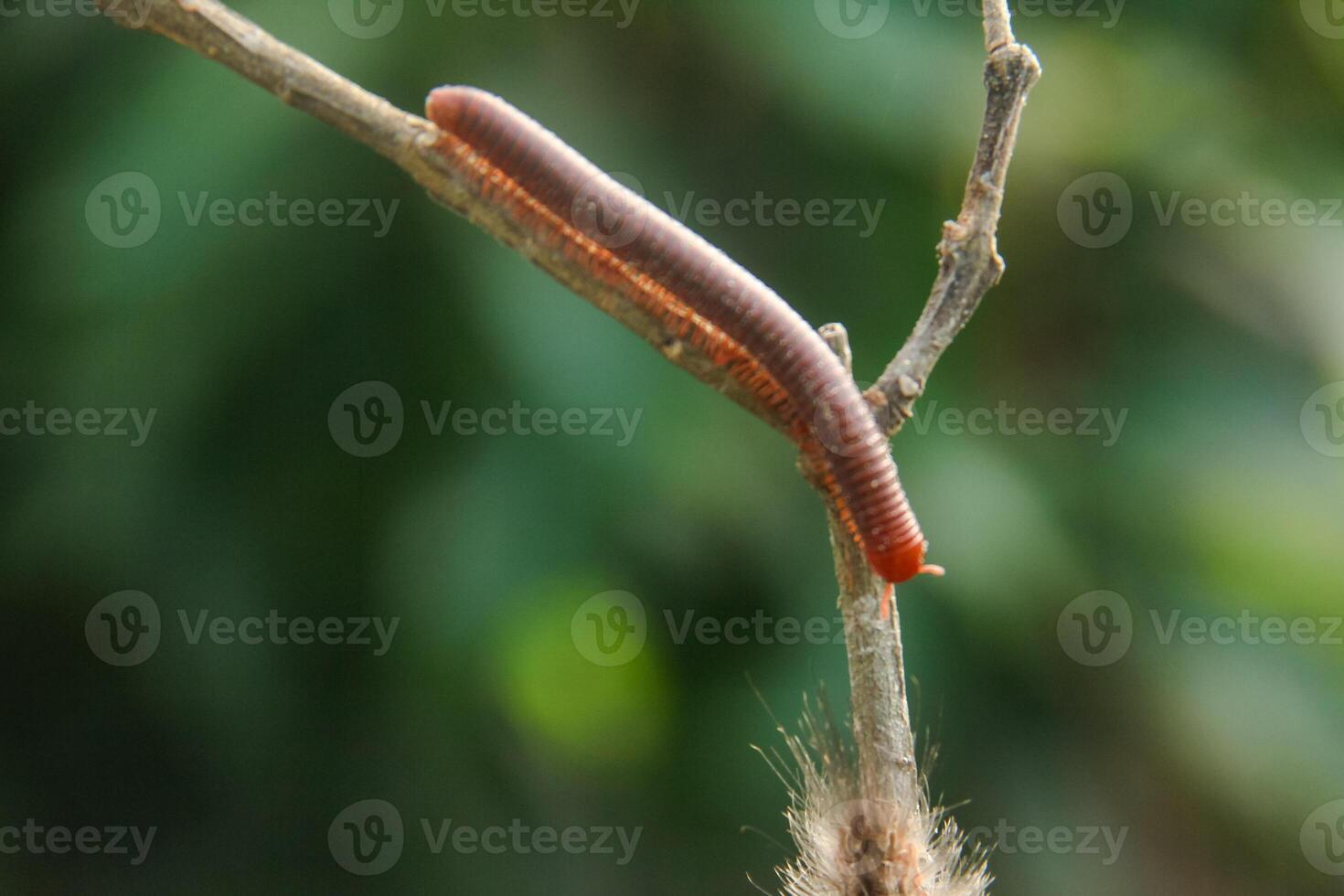 Millipedes or Diplopoda are arthropod animals that have many legs photo
