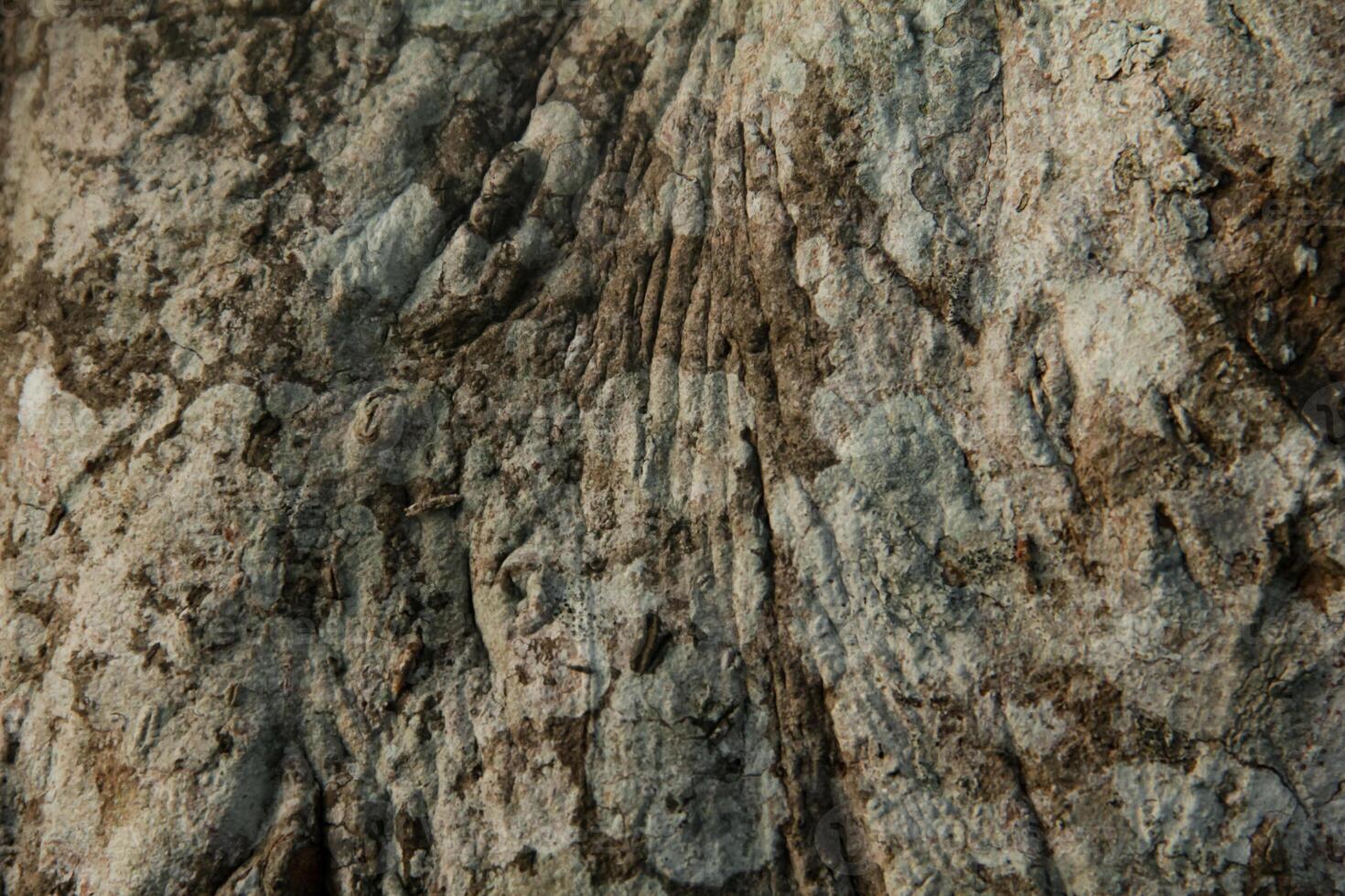 Tree bark texture close up, natural background photo