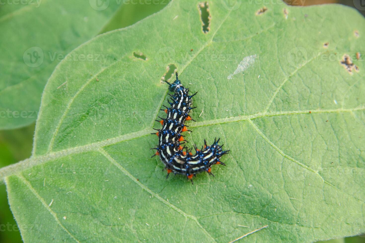 Caterpillar or larva of the butterfly Doleschallia bisaltide photo