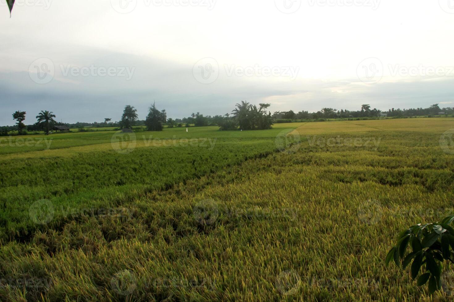 Oryza sativa or rice plant, rice fields that have turned yellow and are ready to be harvested photo