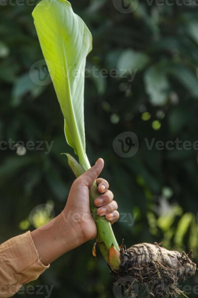 Banana tree shoots or banana tree seeds that are held using the hand photo