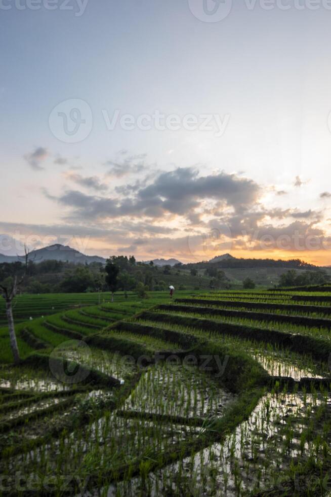 Scenic view of terraced rice fields in the afternoon. Panoramic agricultural field in the countryside. photo