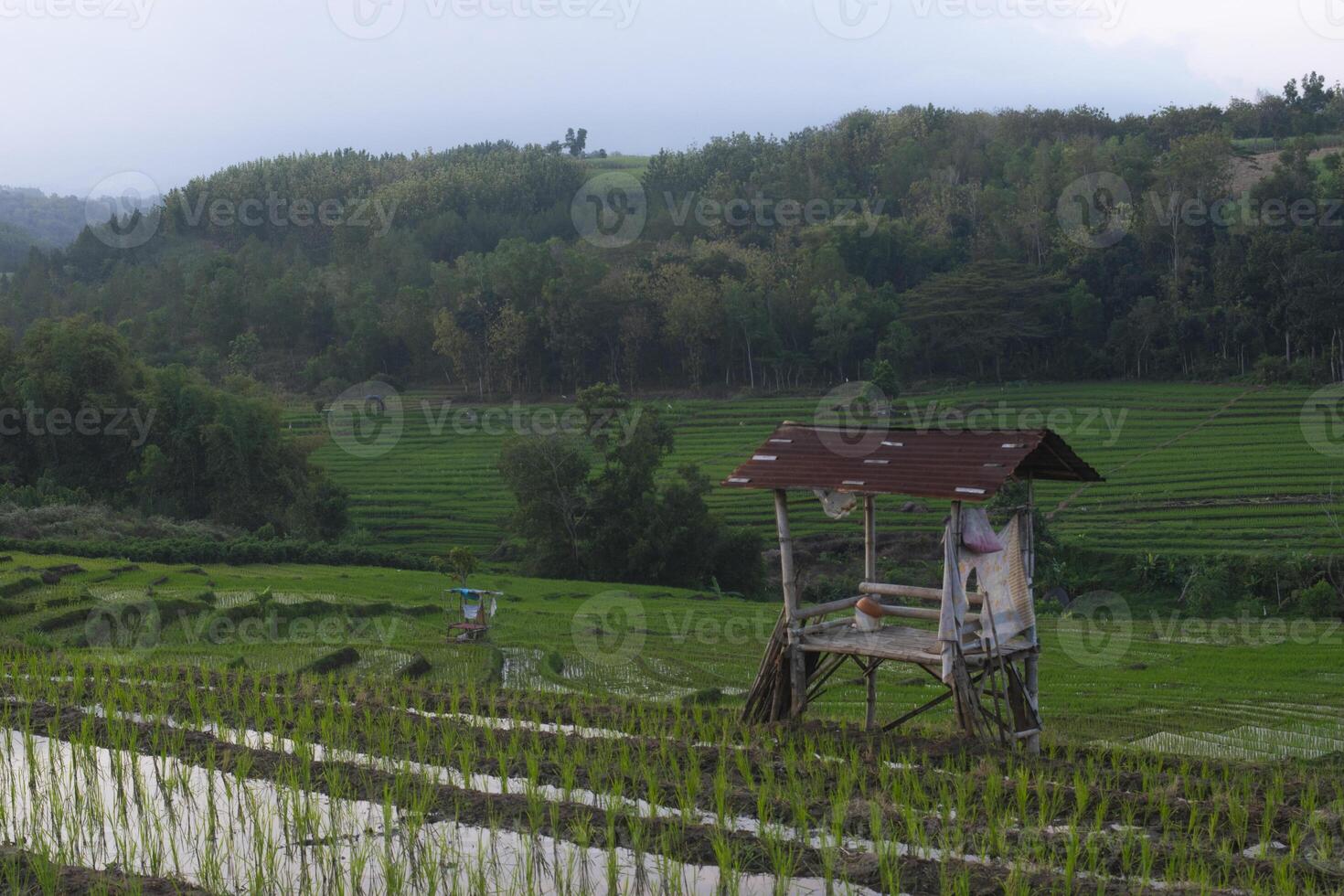 Beautiful view in the countryside with rice fields and a wooden hut photo