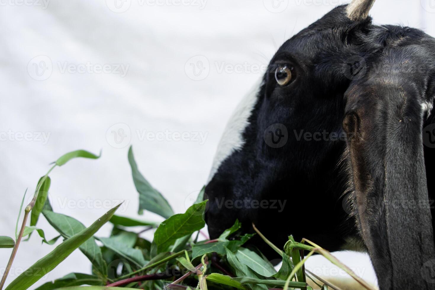 female goat with black fur and white stripe on nose is eating grass in trough isolated on white background photo