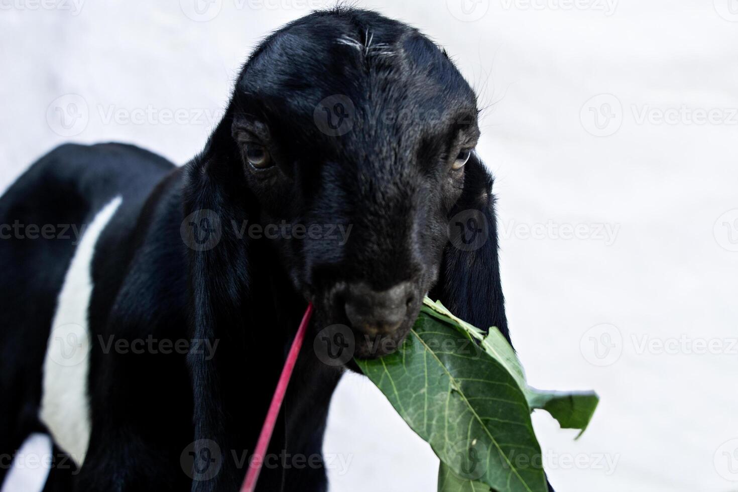 closeup of young goat with black fur eating cassava leaves in its mouth front view isolated white photo