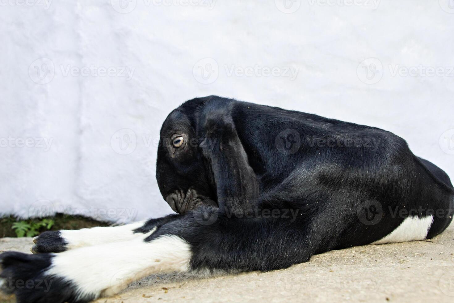 Generated imageside closeup from below, young black and white striped goat relaxing on the floor and scratching its body against a white background photo
