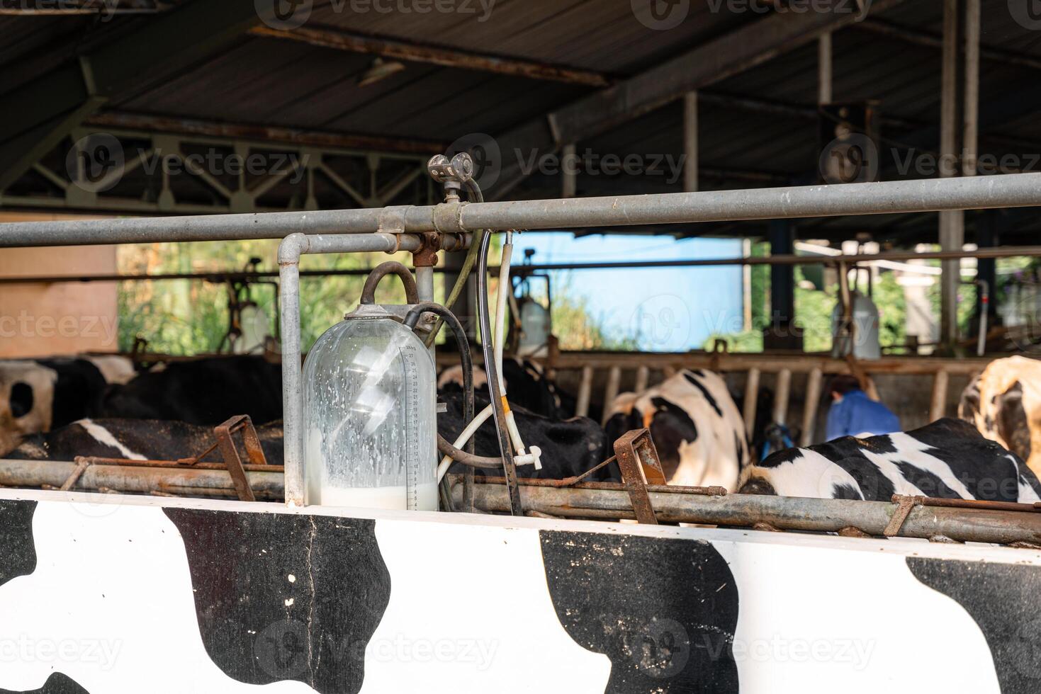 dairy cows are in the process of taking milk. agriculture industry, farming and animal husbandry concept - herd of cows eating hay in cowshed on dairy farm photo
