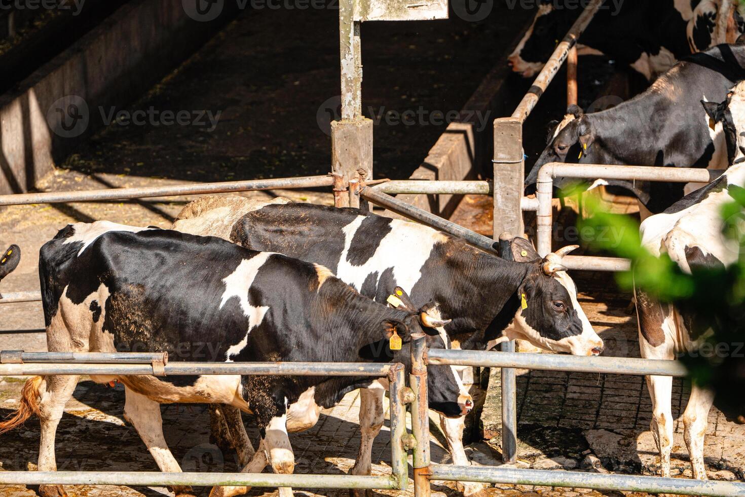 dairy cows are in the process of taking milk. agriculture industry, farming and animal husbandry concept - herd of cows eating hay in cowshed on dairy farm photo