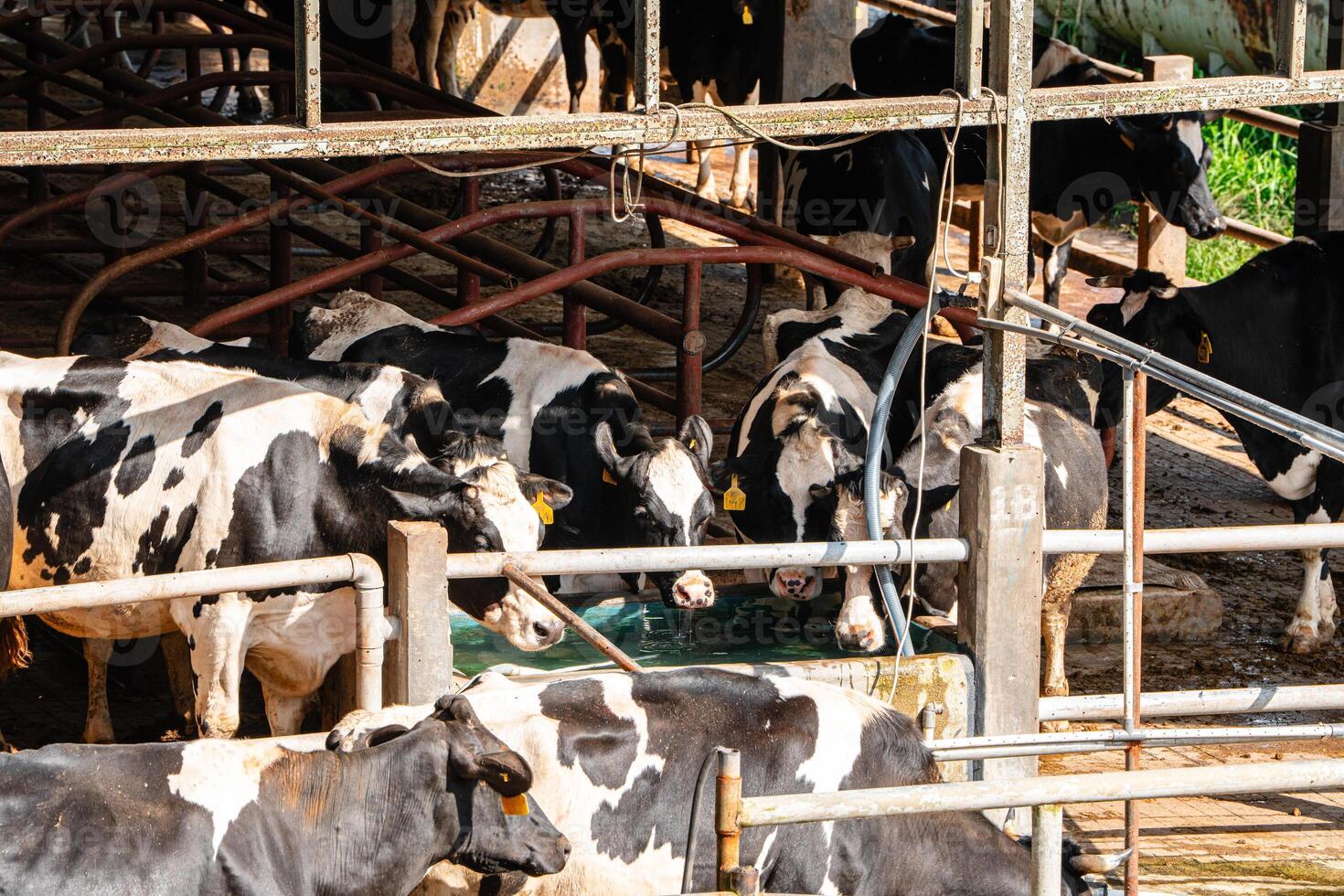 dairy cows are in the process of taking milk. agriculture industry, farming and animal husbandry concept - herd of cows eating hay in cowshed on dairy farm photo