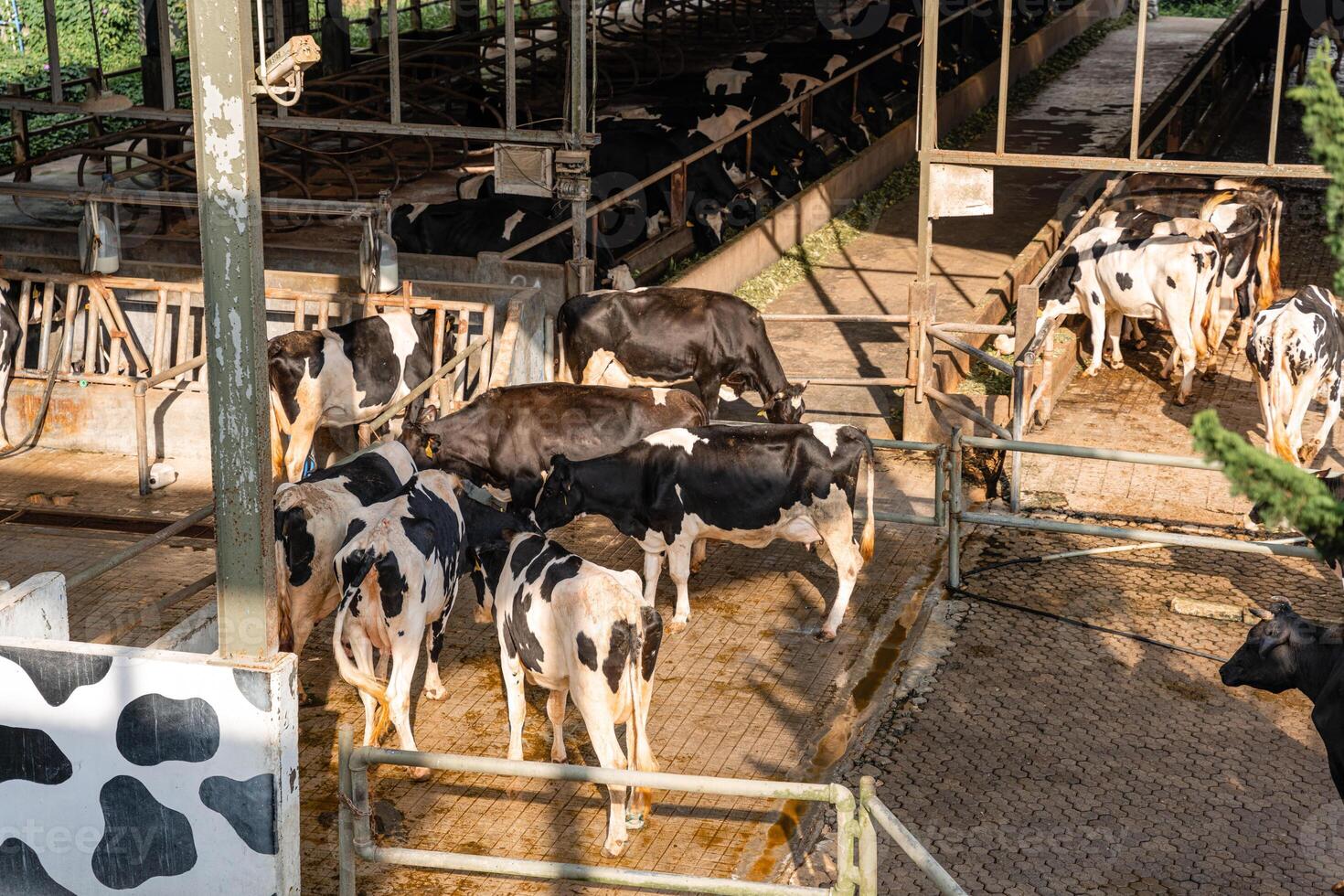 dairy cows are in the process of taking milk. agriculture industry, farming and animal husbandry concept - herd of cows eating hay in cowshed on dairy farm photo
