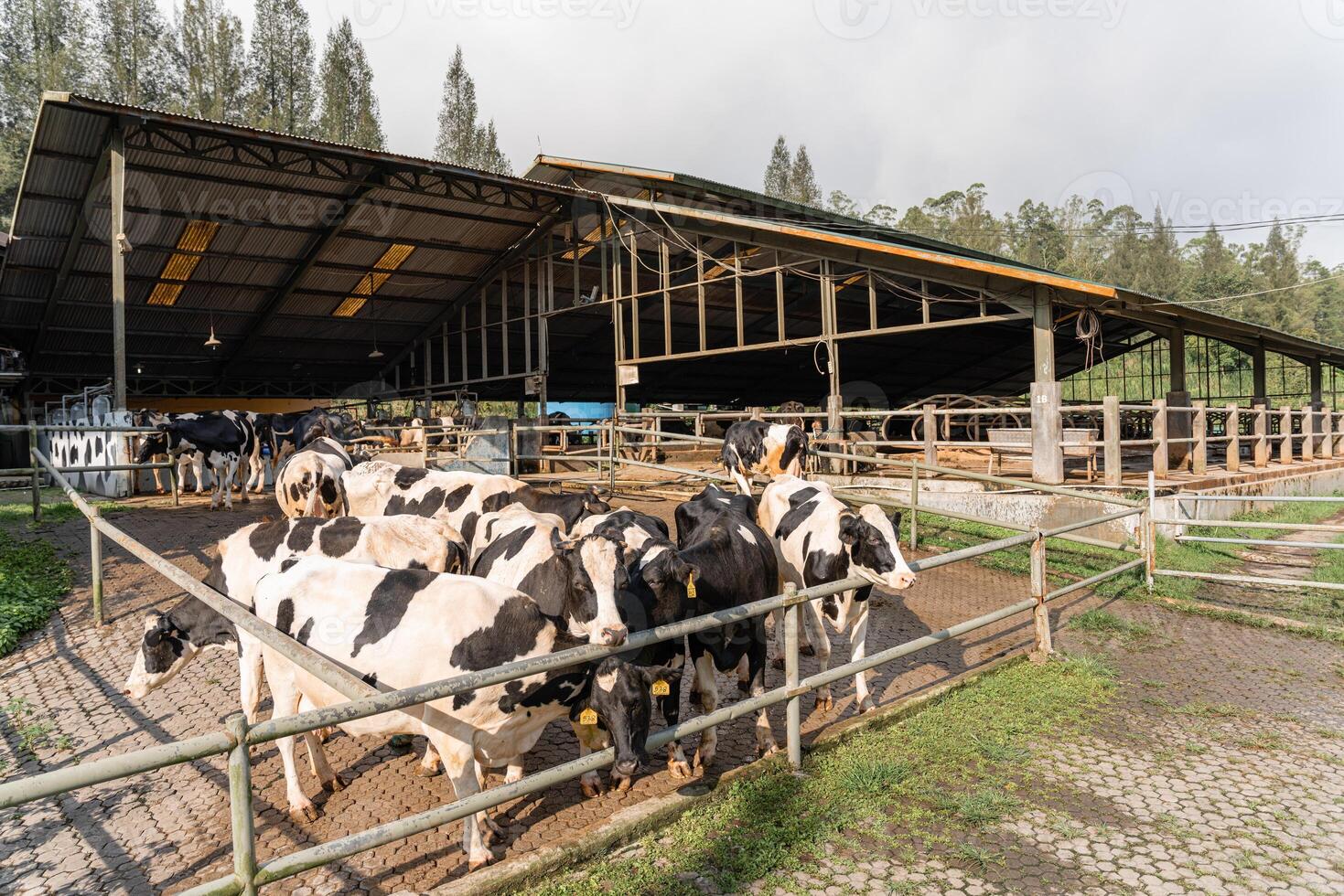 dairy cows are in the process of taking milk. agriculture industry, farming and animal husbandry concept - herd of cows eating hay in cowshed on dairy farm photo