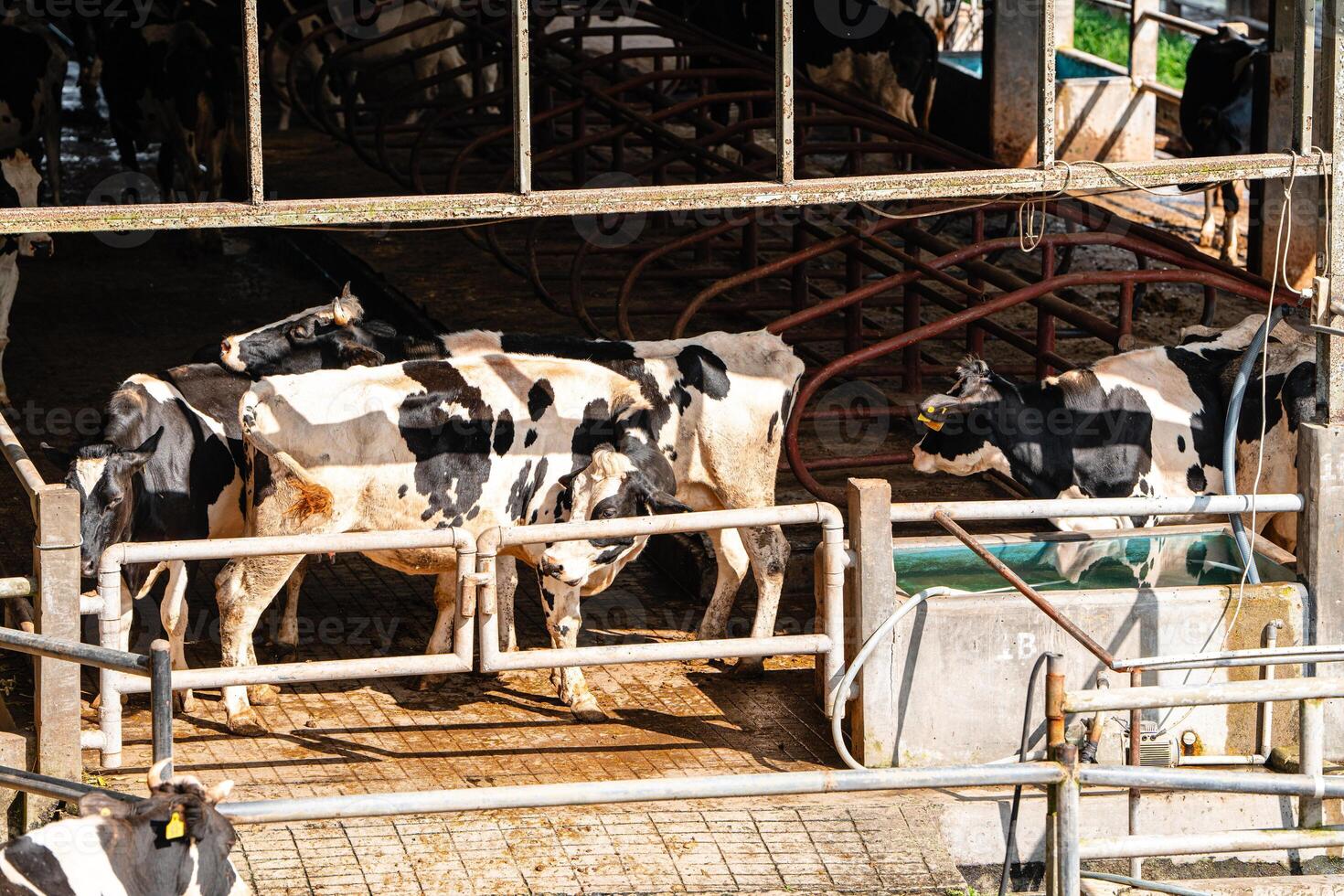 dairy cows are in the process of taking milk. agriculture industry, farming and animal husbandry concept - herd of cows eating hay in cowshed on dairy farm photo