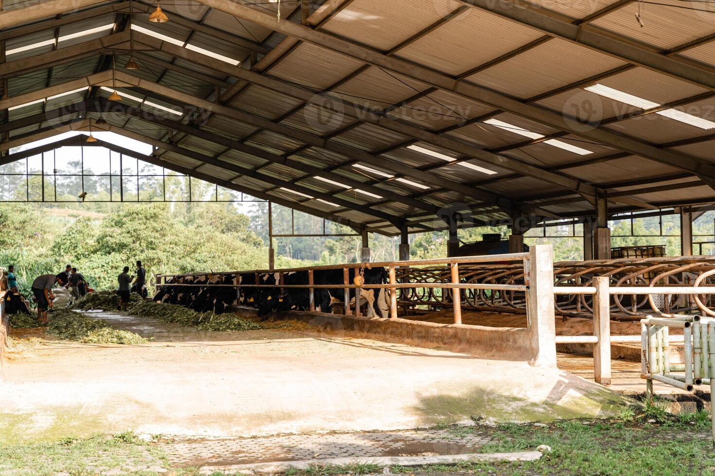 dairy cows are in the process of taking milk. agriculture industry, farming and animal husbandry concept - herd of cows eating hay in cowshed on dairy farm photo