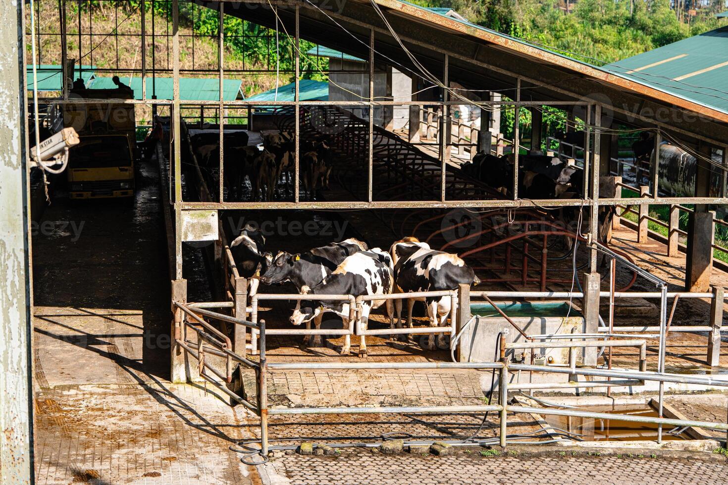 dairy cows are in the process of taking milk. agriculture industry, farming and animal husbandry concept - herd of cows eating hay in cowshed on dairy farm photo