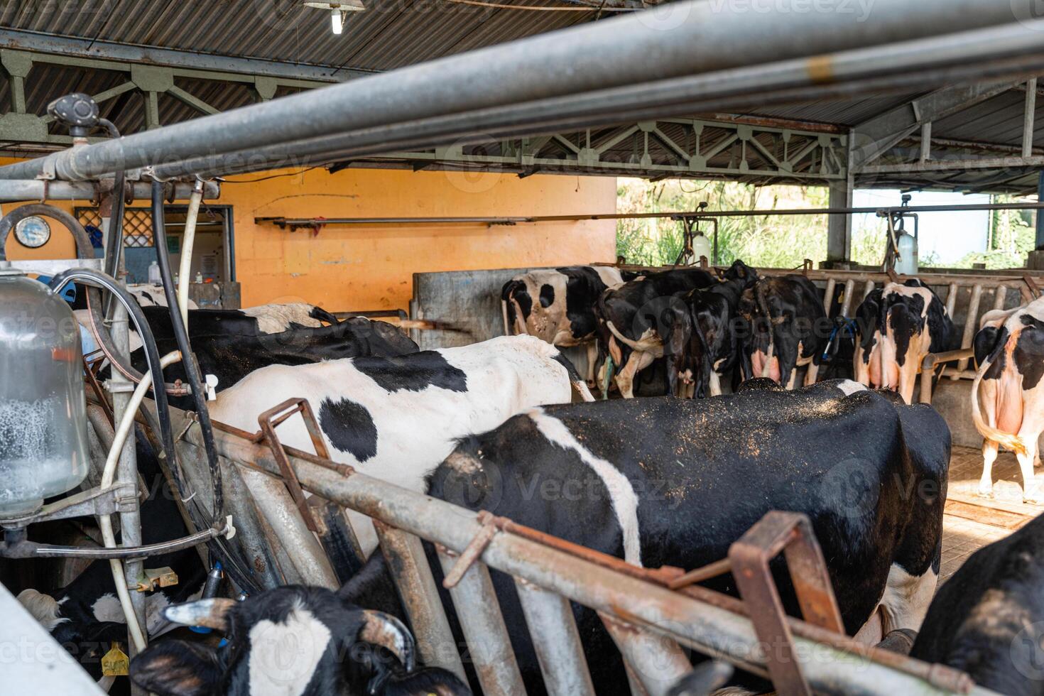 dairy cows are in the process of taking milk. agriculture industry, farming and animal husbandry concept - herd of cows eating hay in cowshed on dairy farm photo
