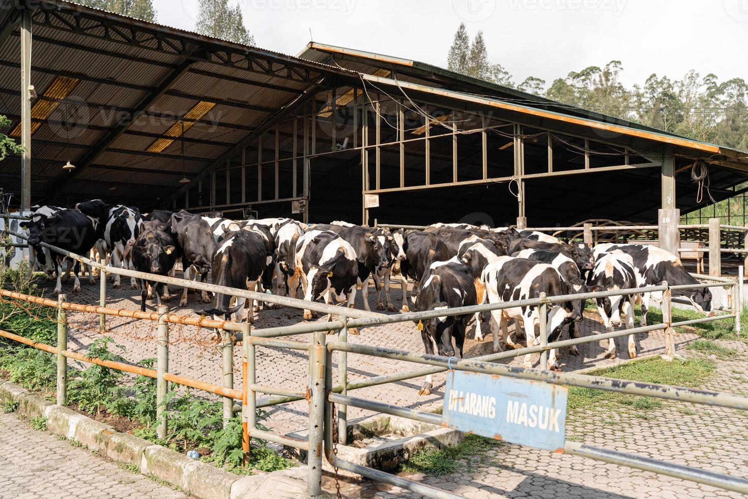 dairy cows are in the process of taking milk. agriculture industry, farming and animal husbandry concept - herd of cows eating hay in cowshed on dairy farm photo