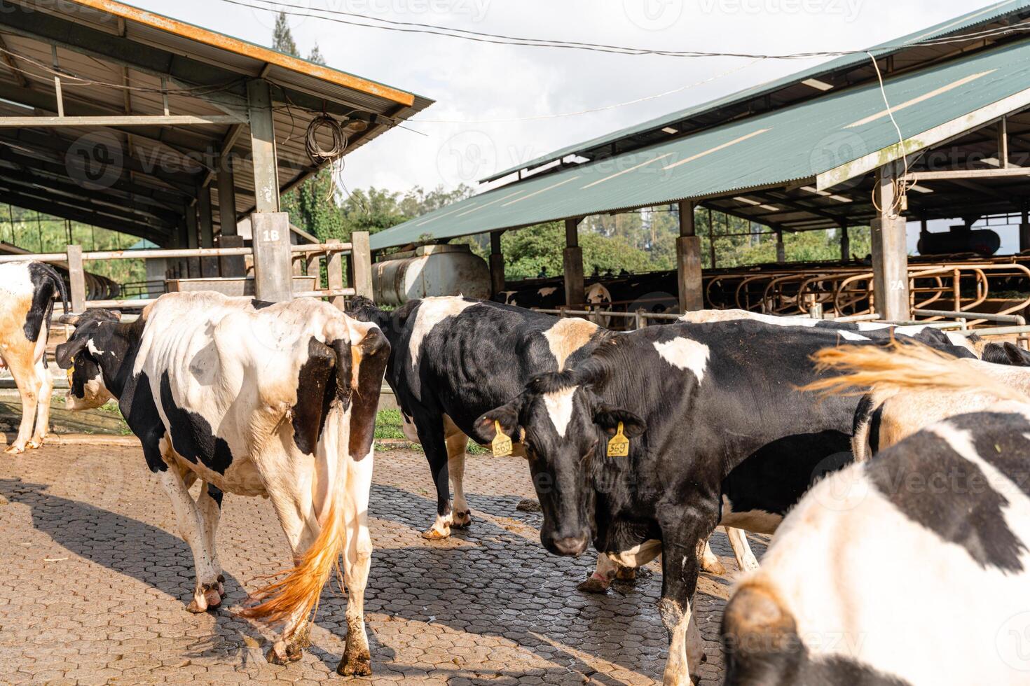 dairy cows are in the process of taking milk. agriculture industry, farming and animal husbandry concept - herd of cows eating hay in cowshed on dairy farm photo