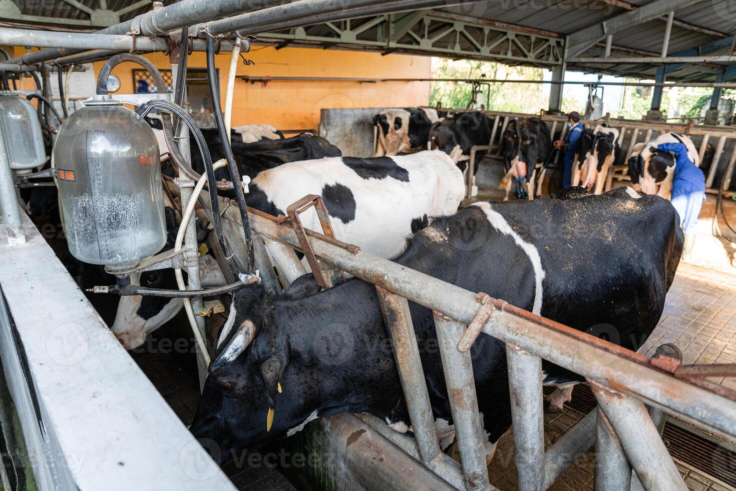 dairy cows are in the process of taking milk. agriculture industry, farming and animal husbandry concept - herd of cows eating hay in cowshed on dairy farm photo