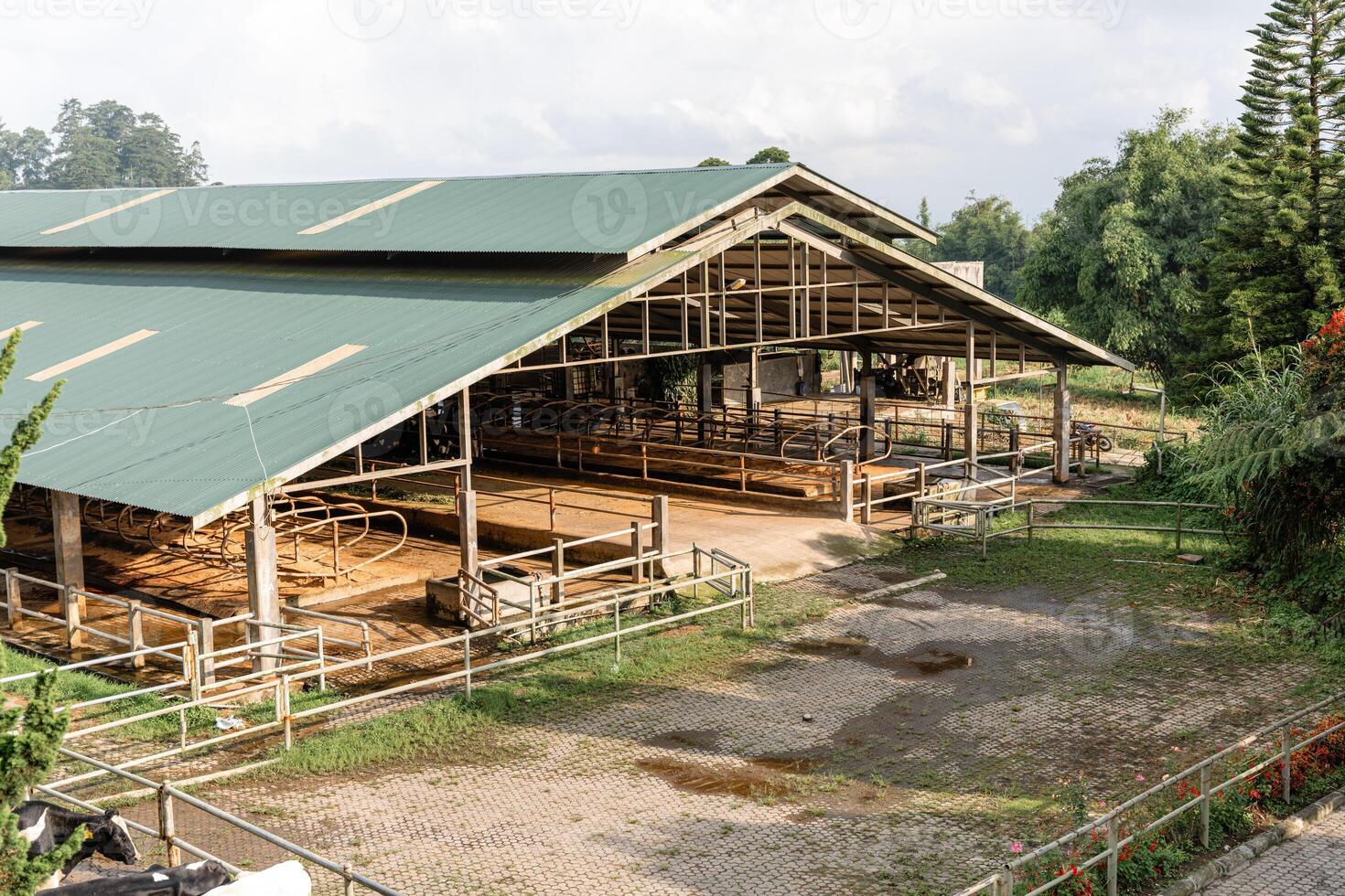 dairy cows are in the process of taking milk. agriculture industry, farming and animal husbandry concept - herd of cows eating hay in cowshed on dairy farm photo