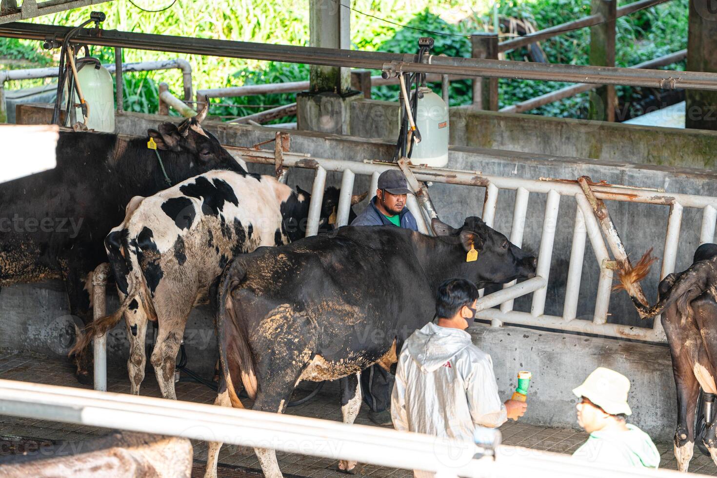 dairy cows are in the process of taking milk. agriculture industry, farming and animal husbandry concept - herd of cows eating hay in cowshed on dairy farm photo