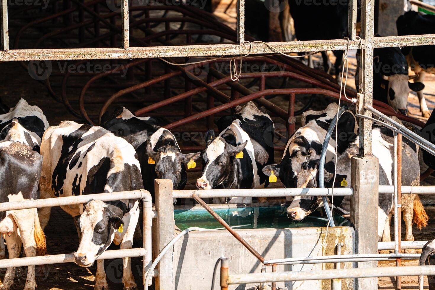 dairy cows are in the process of taking milk. agriculture industry, farming and animal husbandry concept - herd of cows eating hay in cowshed on dairy farm photo
