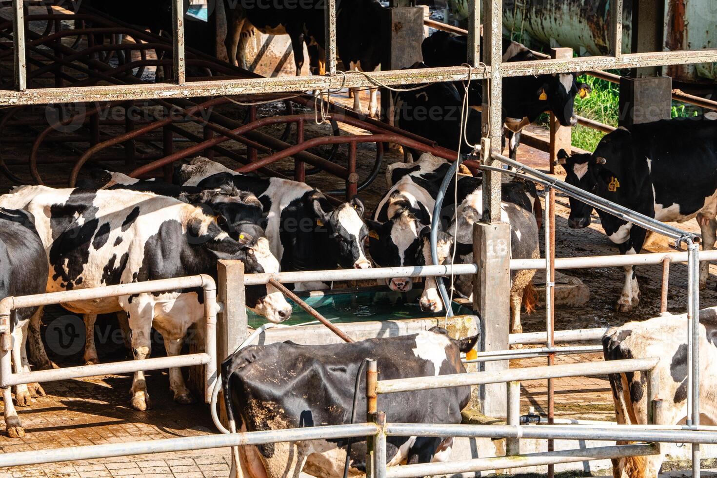 dairy cows are in the process of taking milk. agriculture industry, farming and animal husbandry concept - herd of cows eating hay in cowshed on dairy farm photo