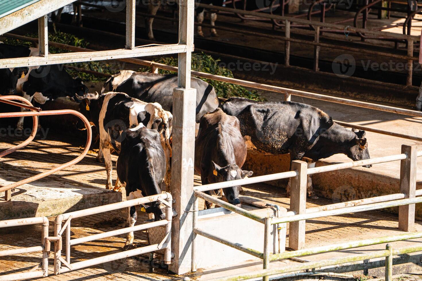 dairy cows are in the process of taking milk. agriculture industry, farming and animal husbandry concept - herd of cows eating hay in cowshed on dairy farm photo