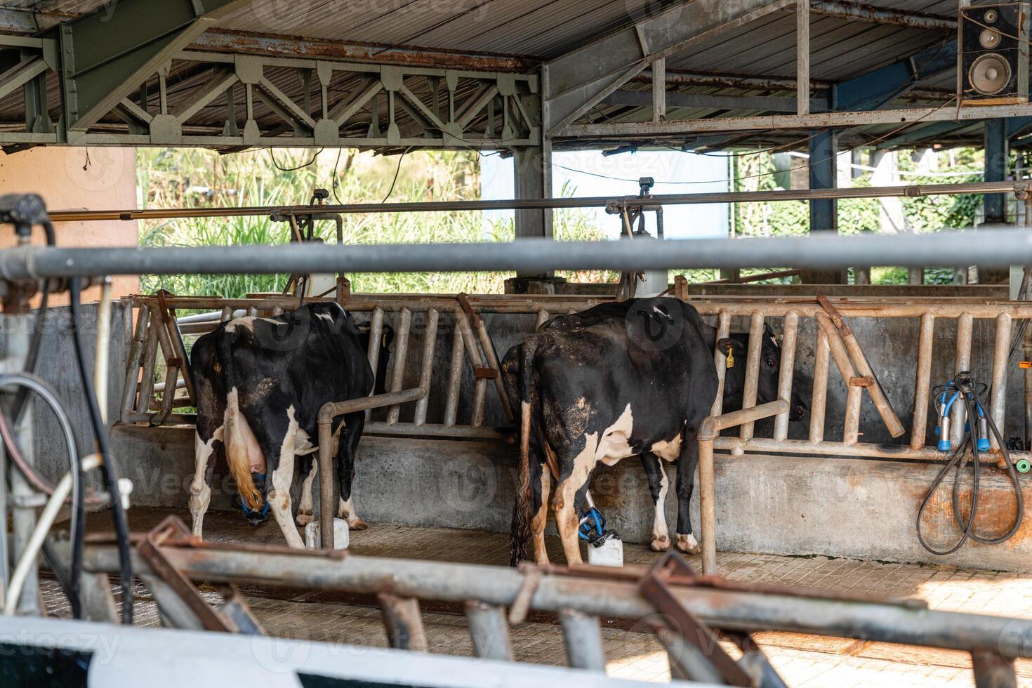 dairy cows are in the process of taking milk. agriculture industry, farming and animal husbandry concept - herd of cows eating hay in cowshed on dairy farm photo