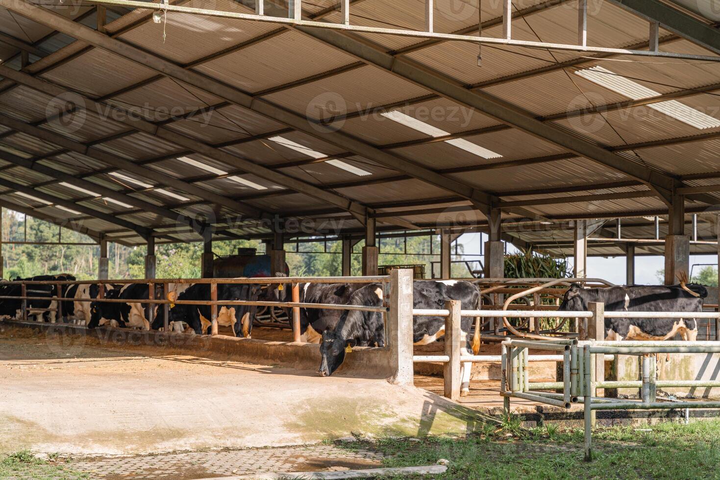 dairy cows are in the process of taking milk. agriculture industry, farming and animal husbandry concept - herd of cows eating hay in cowshed on dairy farm photo