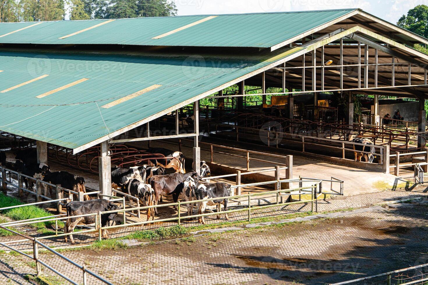 dairy cows are in the process of taking milk. agriculture industry, farming and animal husbandry concept - herd of cows eating hay in cowshed on dairy farm photo
