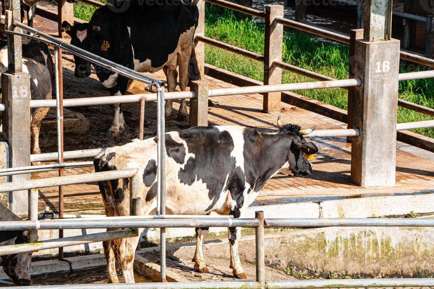 dairy cows are in the process of taking milk. agriculture industry, farming and animal husbandry concept - herd of cows eating hay in cowshed on dairy farm photo