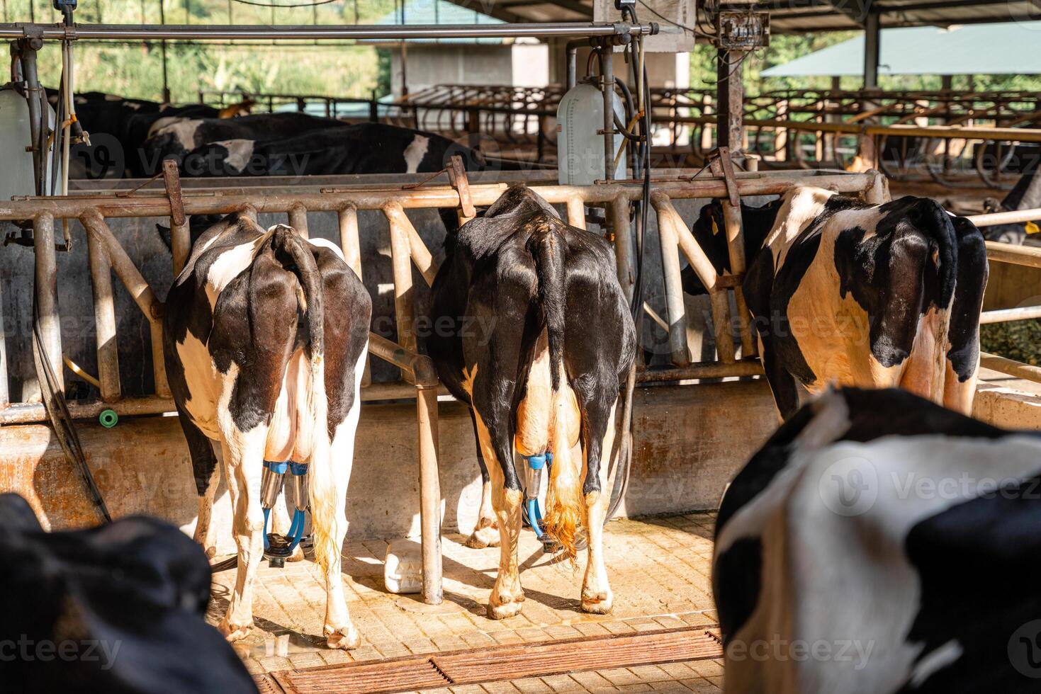 dairy cows are in the process of taking milk. agriculture industry, farming and animal husbandry concept - herd of cows eating hay in cowshed on dairy farm photo