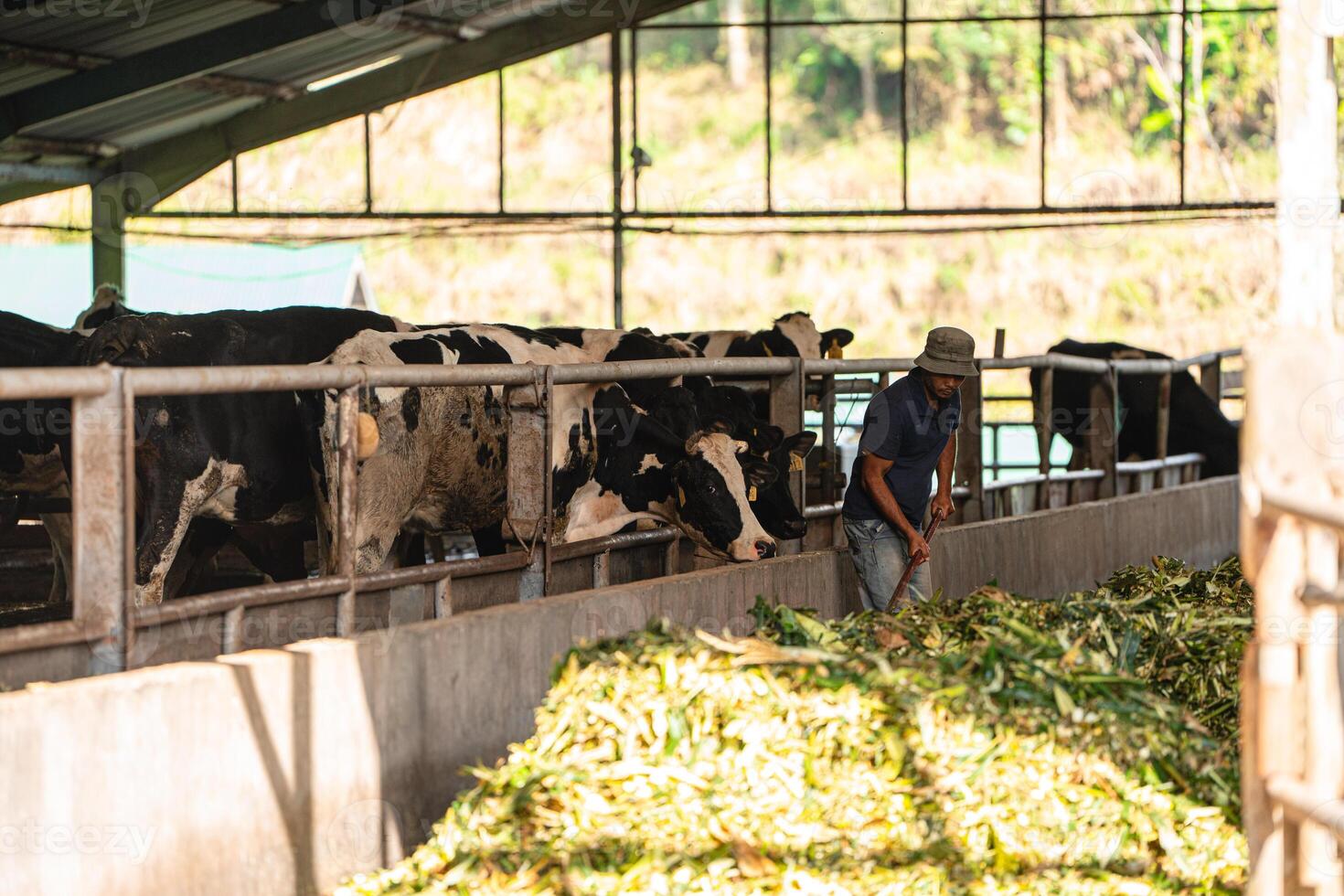 dairy cows are in the process of taking milk. agriculture industry, farming and animal husbandry concept - herd of cows eating hay in cowshed on dairy farm photo