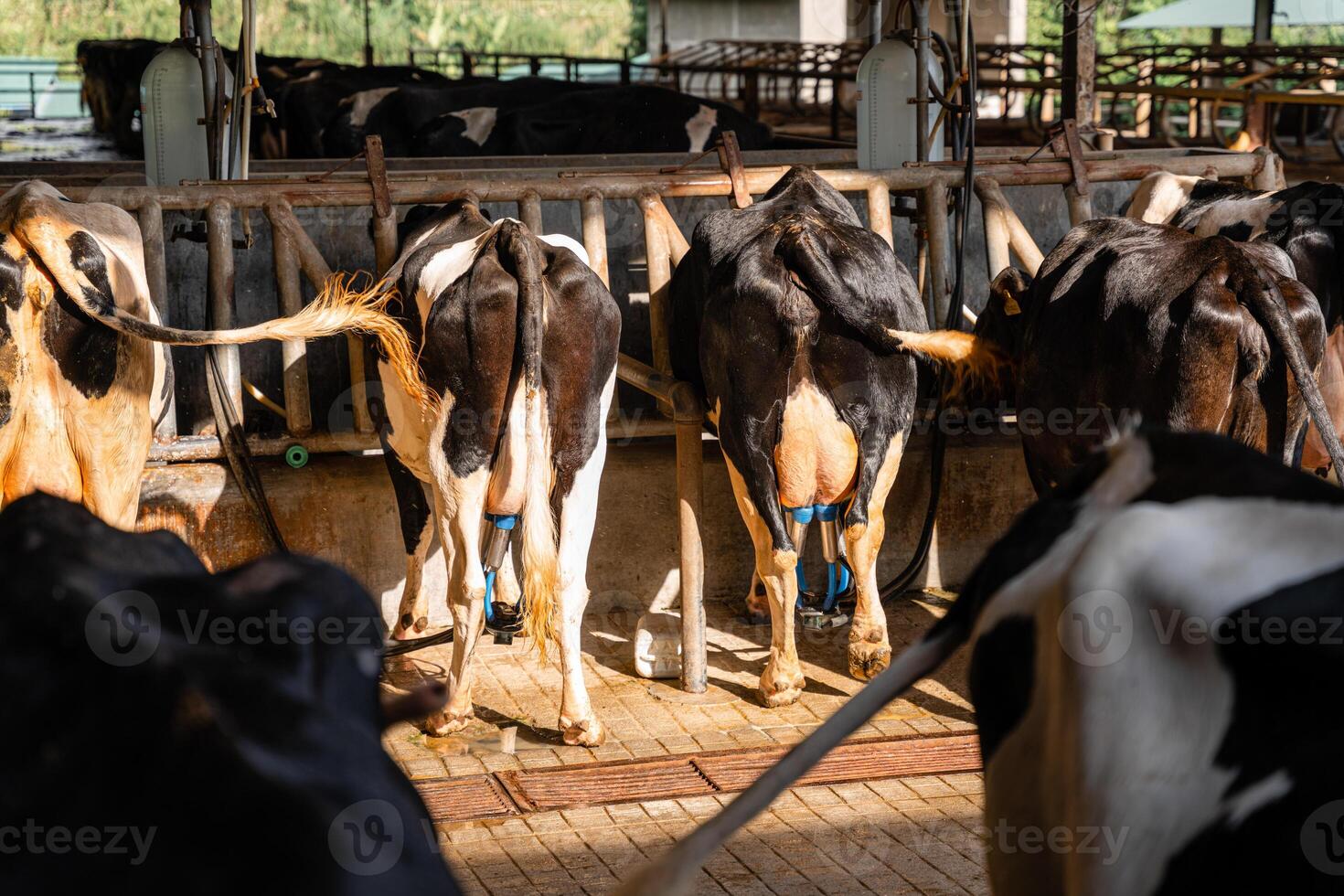 dairy cows are in the process of taking milk. agriculture industry, farming and animal husbandry concept - herd of cows eating hay in cowshed on dairy farm photo