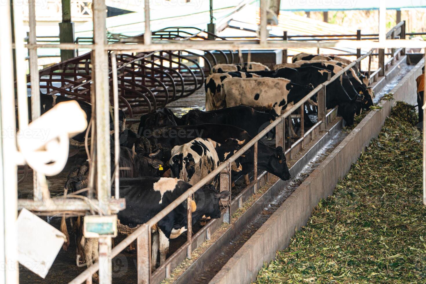 dairy cows are in the process of taking milk. agriculture industry, farming and animal husbandry concept - herd of cows eating hay in cowshed on dairy farm photo